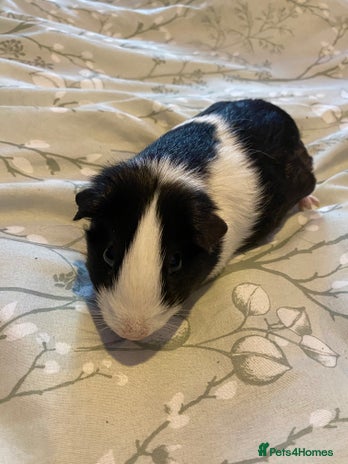 Guinea Pig rodents - Advert 12