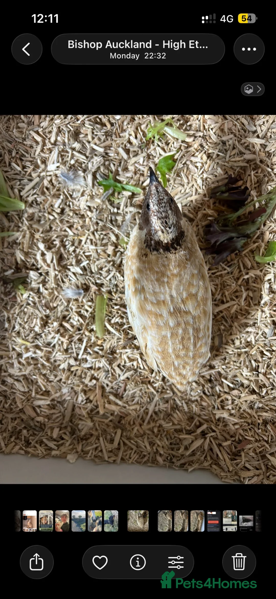 Quail poultry for sale: 6 male quail  - Advert 4