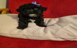 Bichon Frise dogs for sale: 2 Bichon puppies for sale  - Image 10