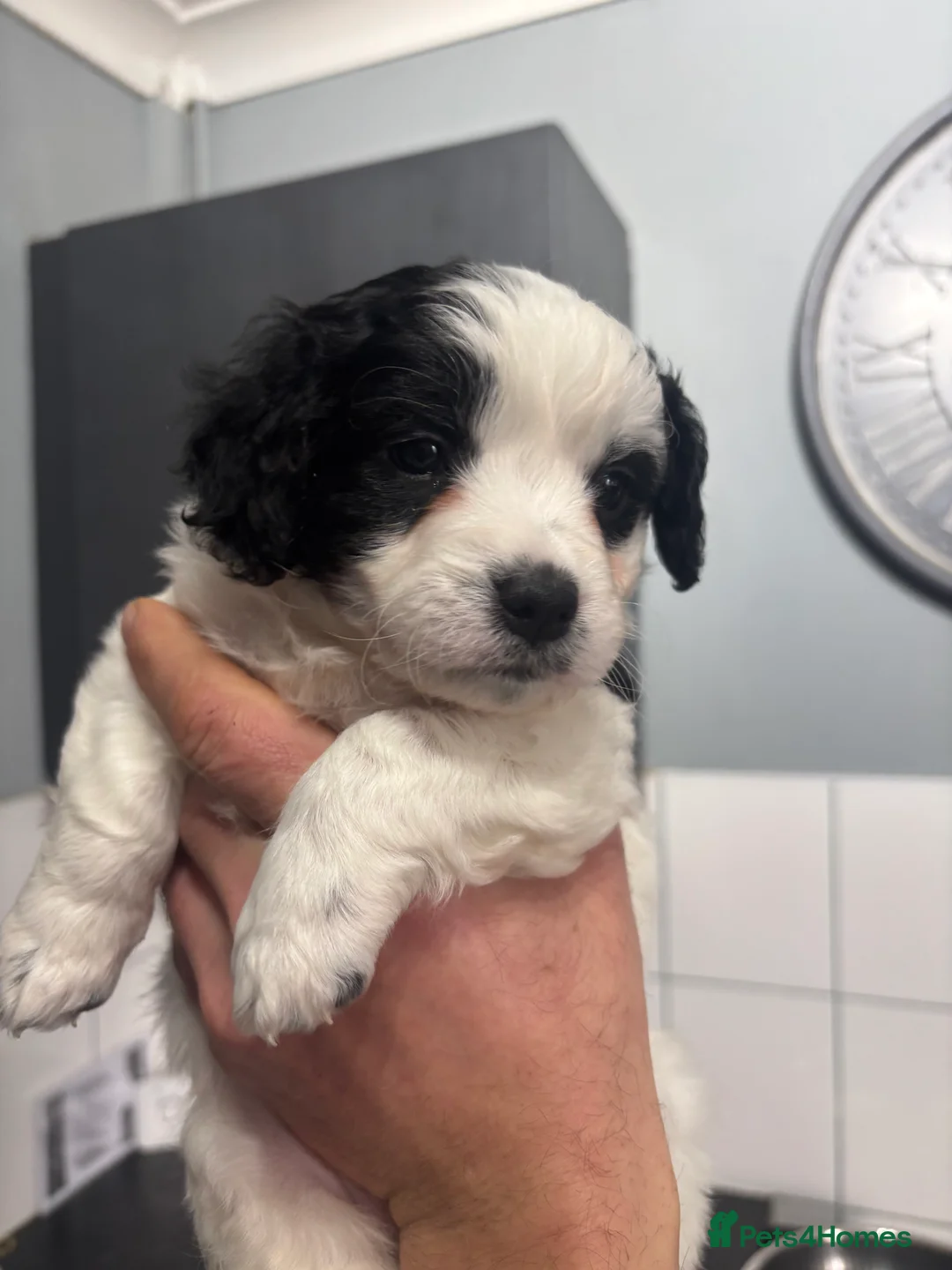 Mixed Breed dogs for sale: Shihpoo puppies - Advert 18
