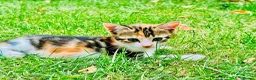 Mixed Breed cats for sale: Mixed breed kittens - Advert 12
