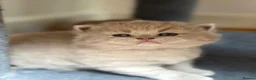 British Shorthair cats for sale: Fawn Pure Pedigree GCCF British Short Hair in Reading - Advert 15