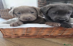 Labrador Retriever dogs for sale: 🩶 beautiful silver/Charcoal KC reg puppies 🩶 - Image 20