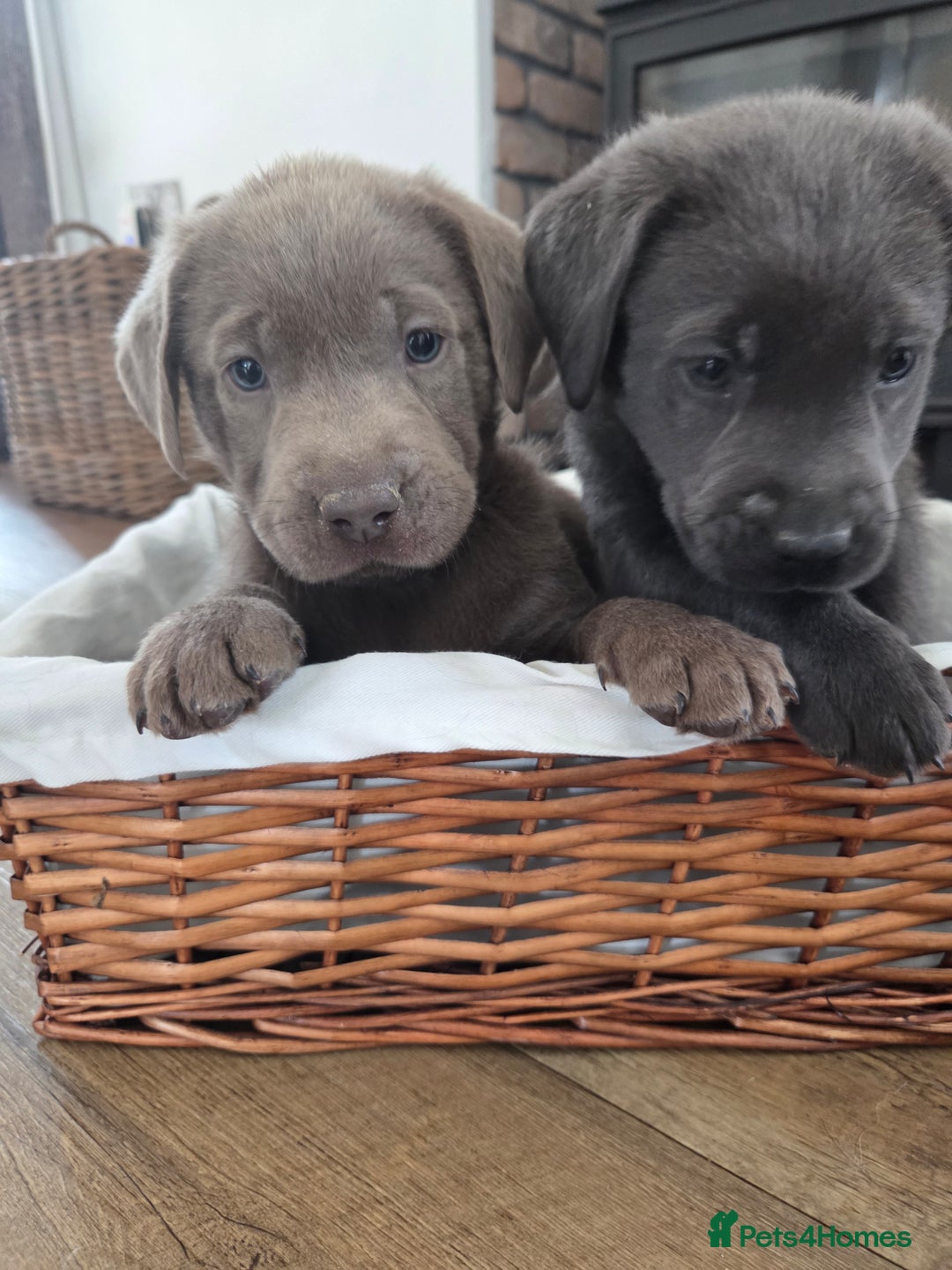 Labrador Retriever dogs for sale: 🩶 beautiful silver/Charcoal KC reg puppies 🩶 - Image 20