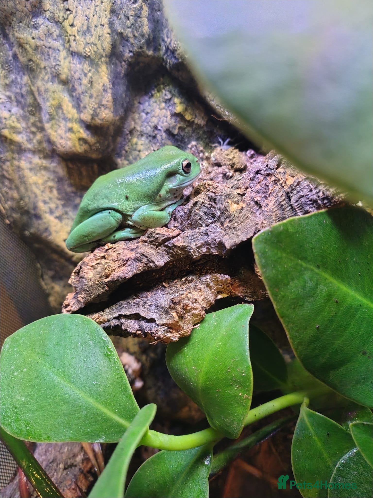 Frog reptiles White's tree frog - Advert 2