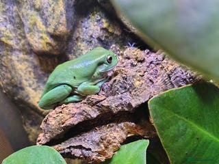 Frog reptiles White's tree frog - Advert 13
