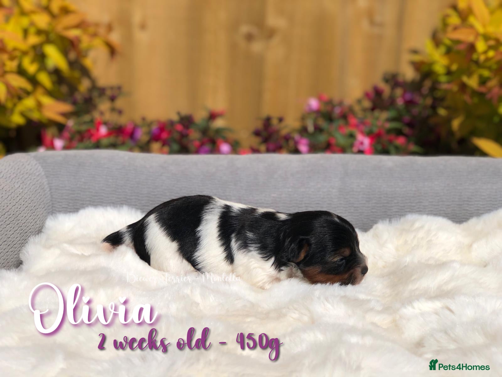 Biewer Terrier dogs for sale: One boy left Biewer Terriers! - Advert 23