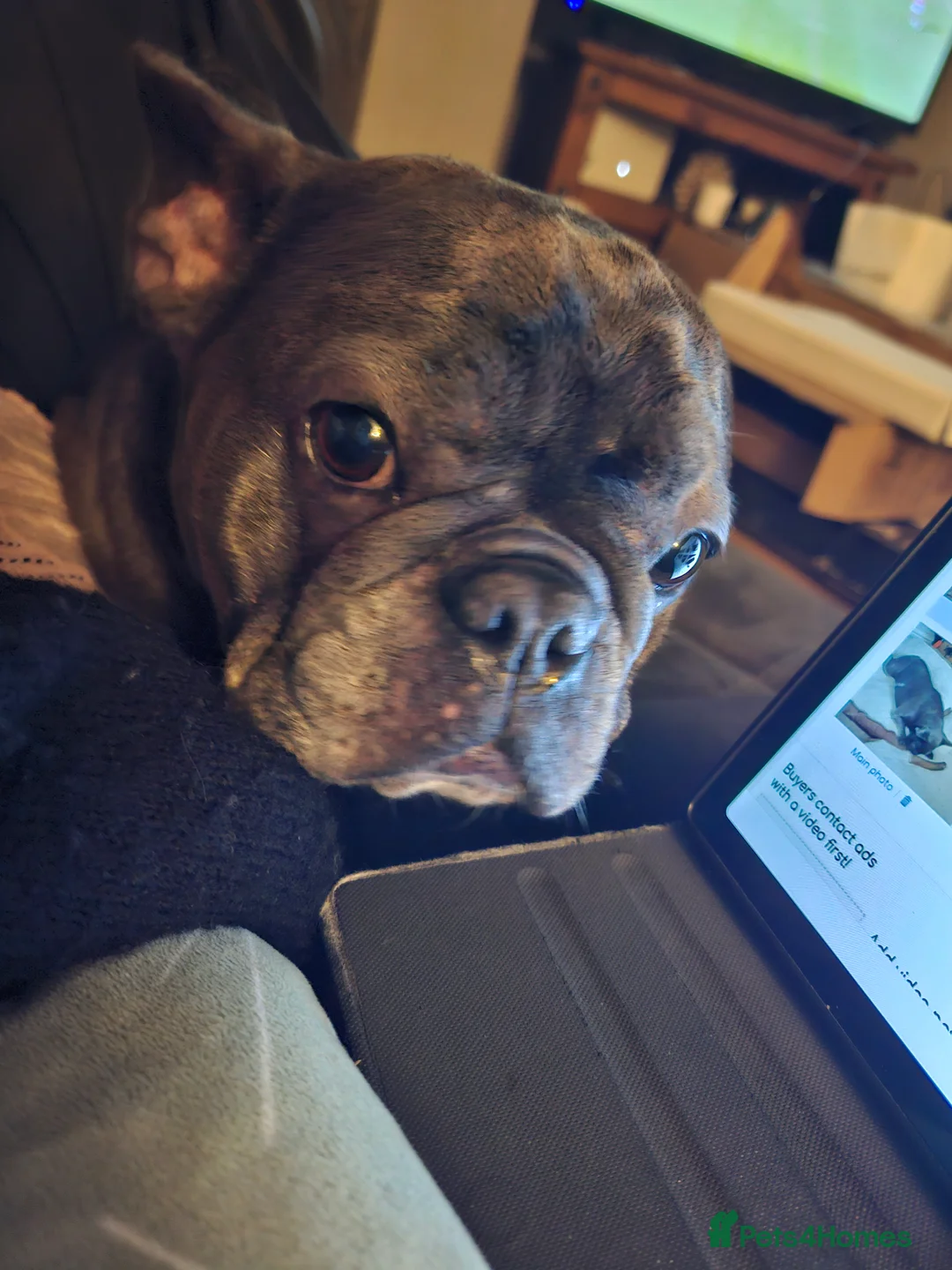 French Bulldog dogs for sale: French Bulldog needs rehoming - Advert 8