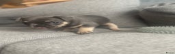 French Bulldog dogs for sale: French Bulldog Puppies - Advert 6
