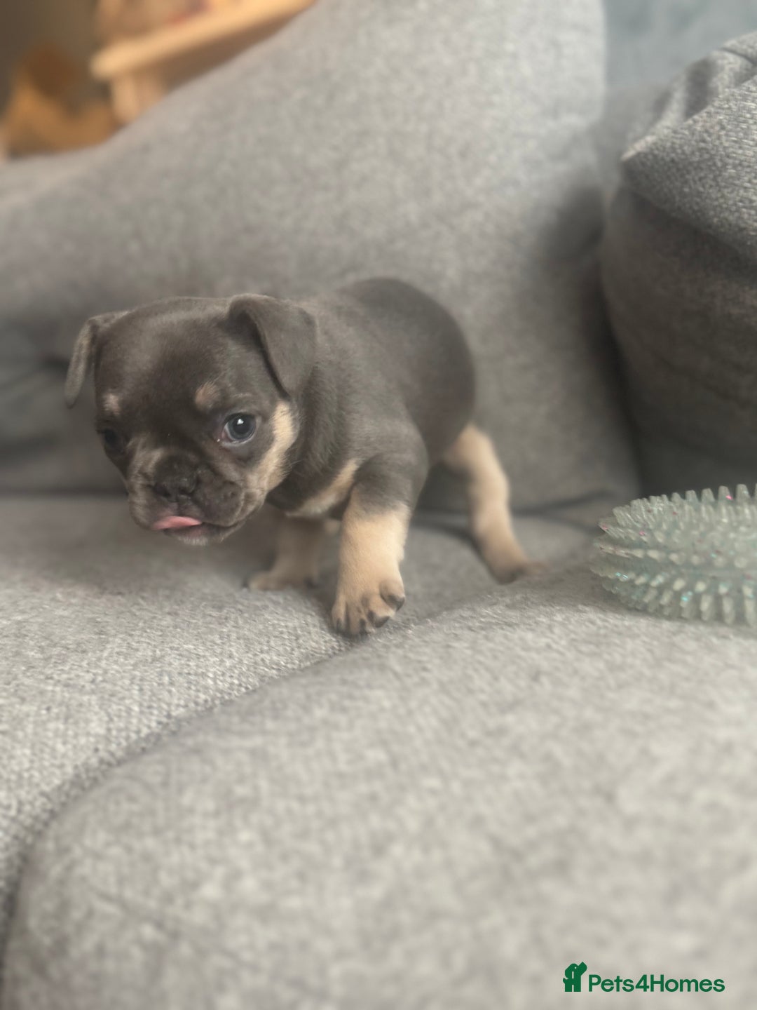 French Bulldog dogs for sale: French Bulldog Puppies - Advert 6
