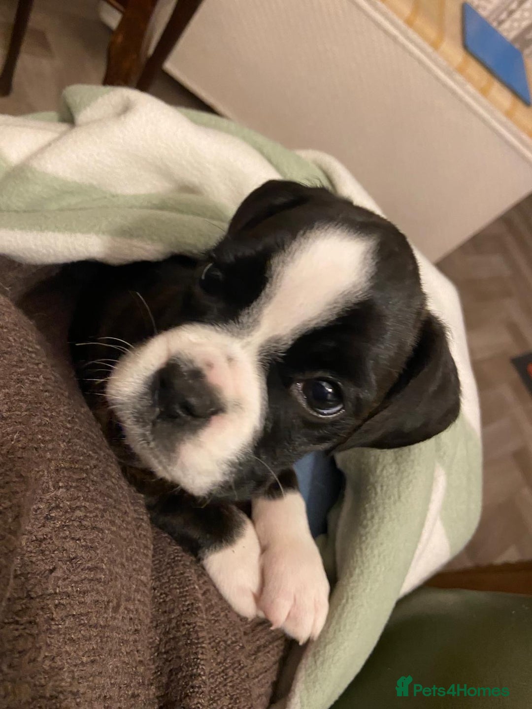 Boxer dogs for sale: Boxer puppies - Advert 7