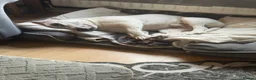 Staffordshire Bull Terrier dogs for sale: 10 month old staffie ghost  - Advert 10