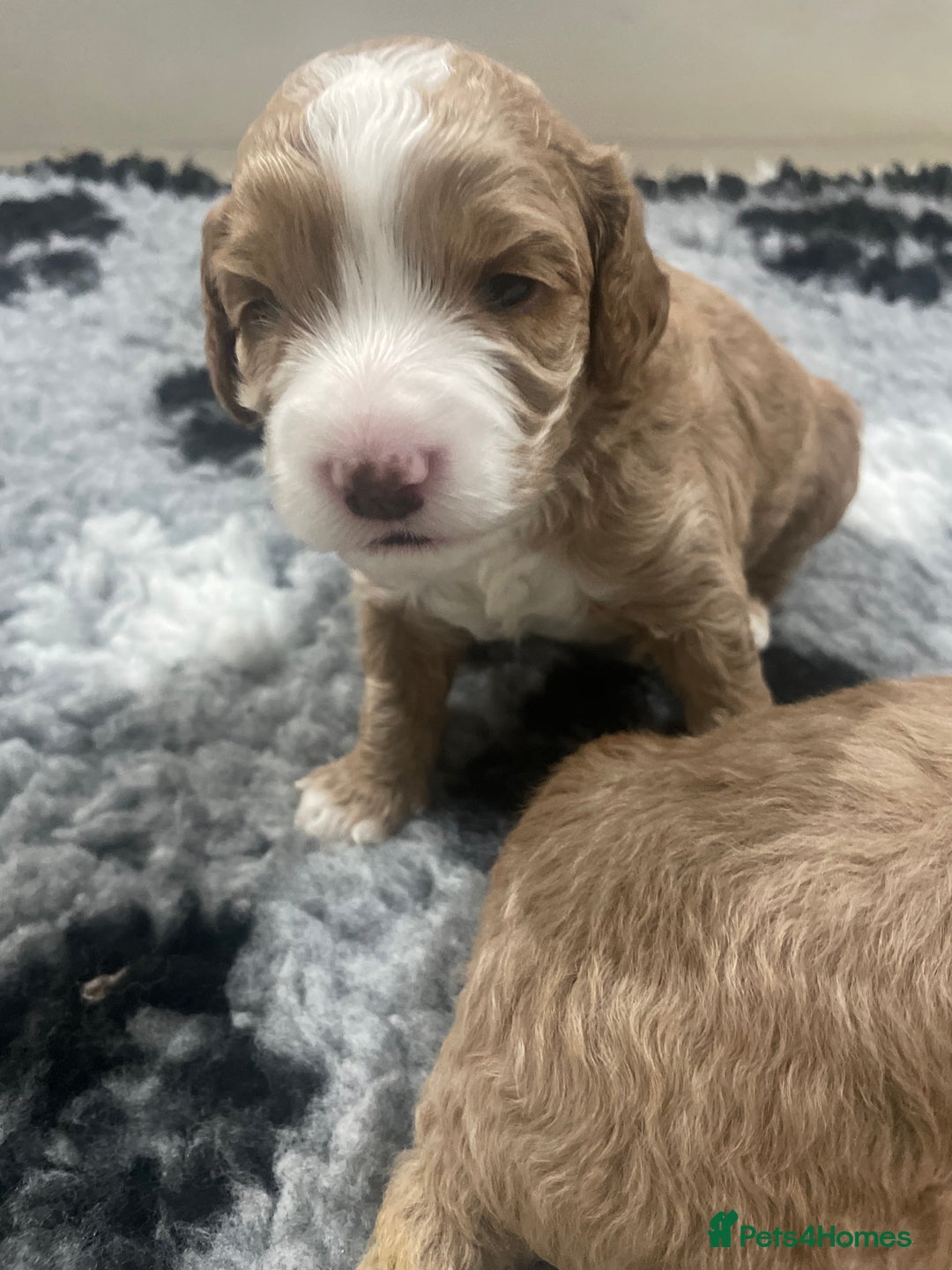 Cockapoo dogs for sale: F1b cockapoo puppies ready now - Advert 13