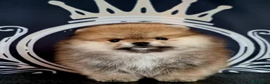 Pomeranian 1