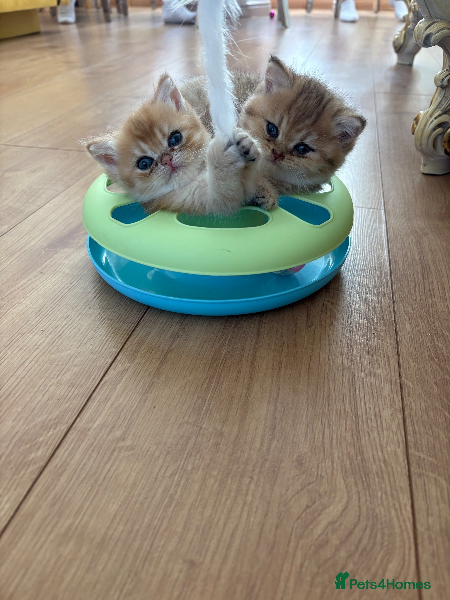 British Shorthair cats BEAUTIFUL GOLDEN BSH KITTENS AVAILABLE TO RESERVE - Advert 2