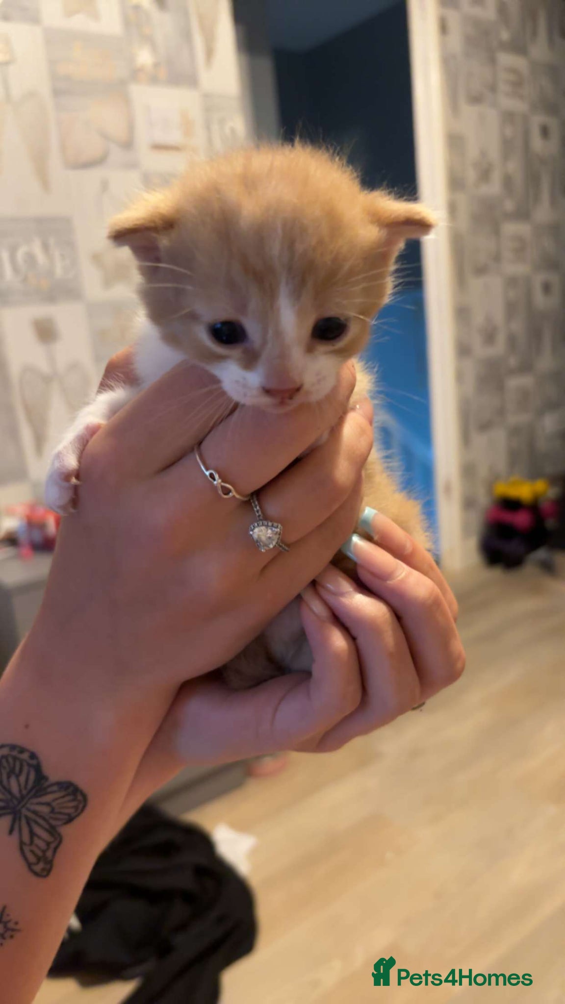 Mixed Breed cats Kittens  - Advert 8