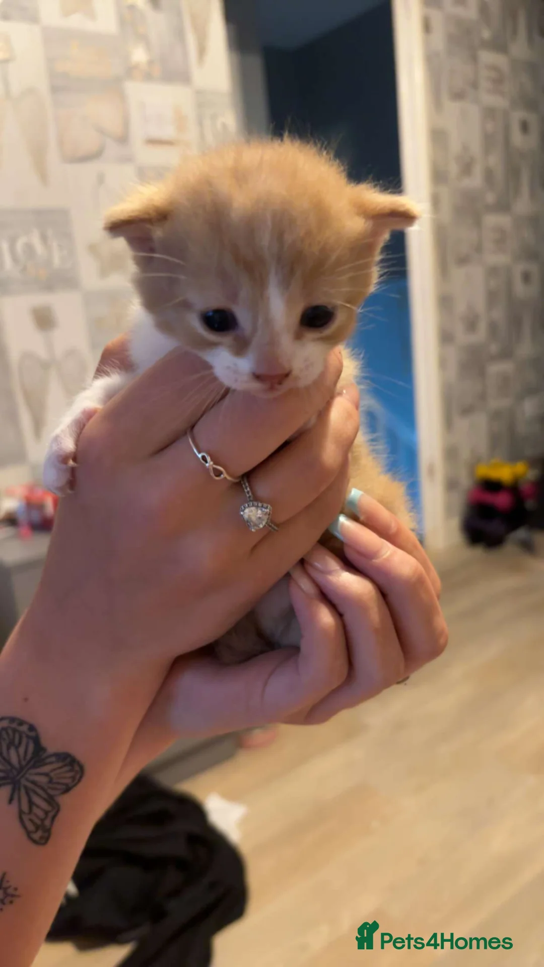 Mixed Breed cats for sale: Kittens  - Advert 1