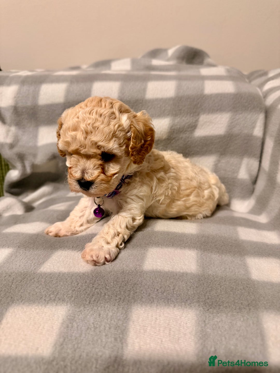 Cavapoochon dogs for sale: Cavapoochon Puppies Available From 12th January - Advert 18