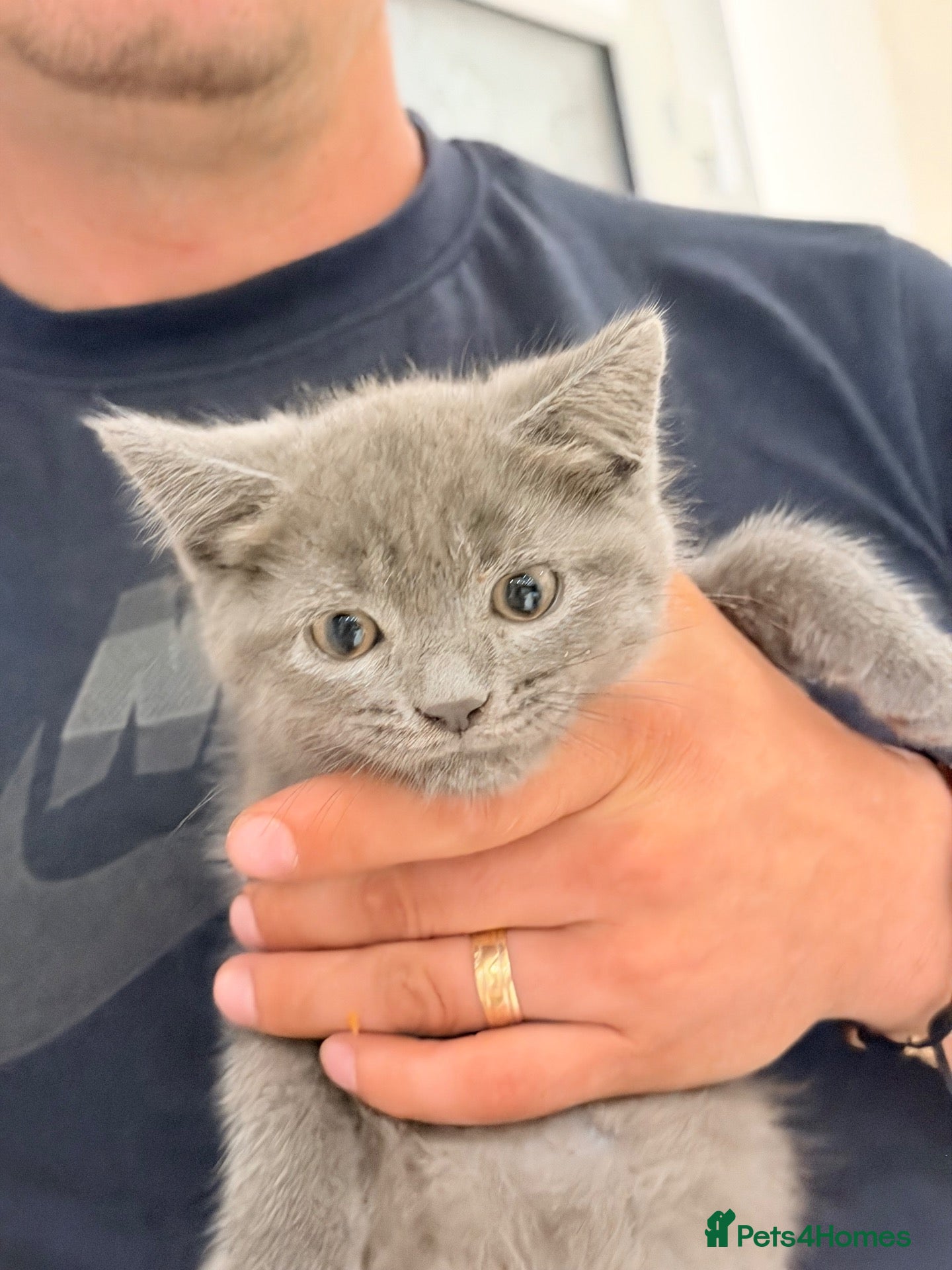 British Shorthair cats British Shorthair Kittens – 8 Weeks Old – £580  - Advert 1