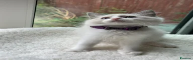 Ragdoll Kitten 3
