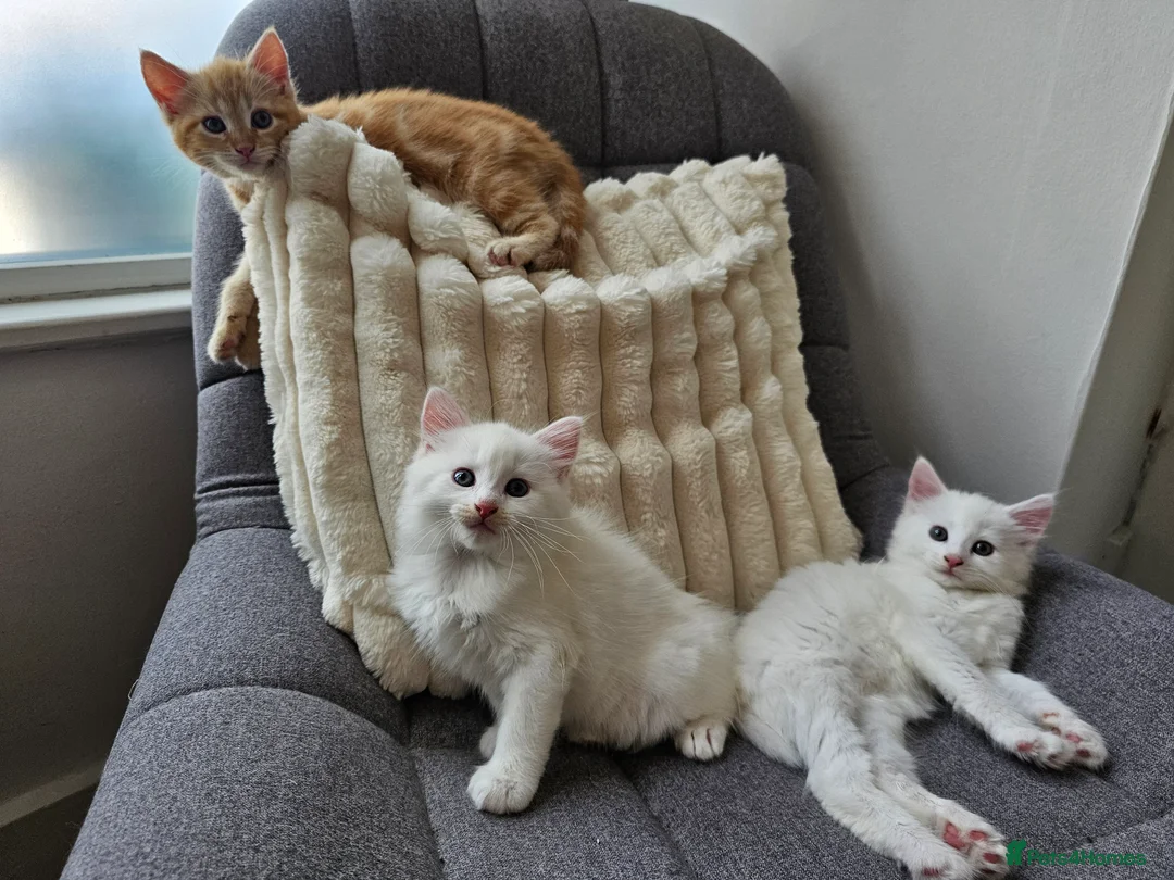 Mixed Breed cats for sale: Turkish Angora Cross Kittens - Advert 2