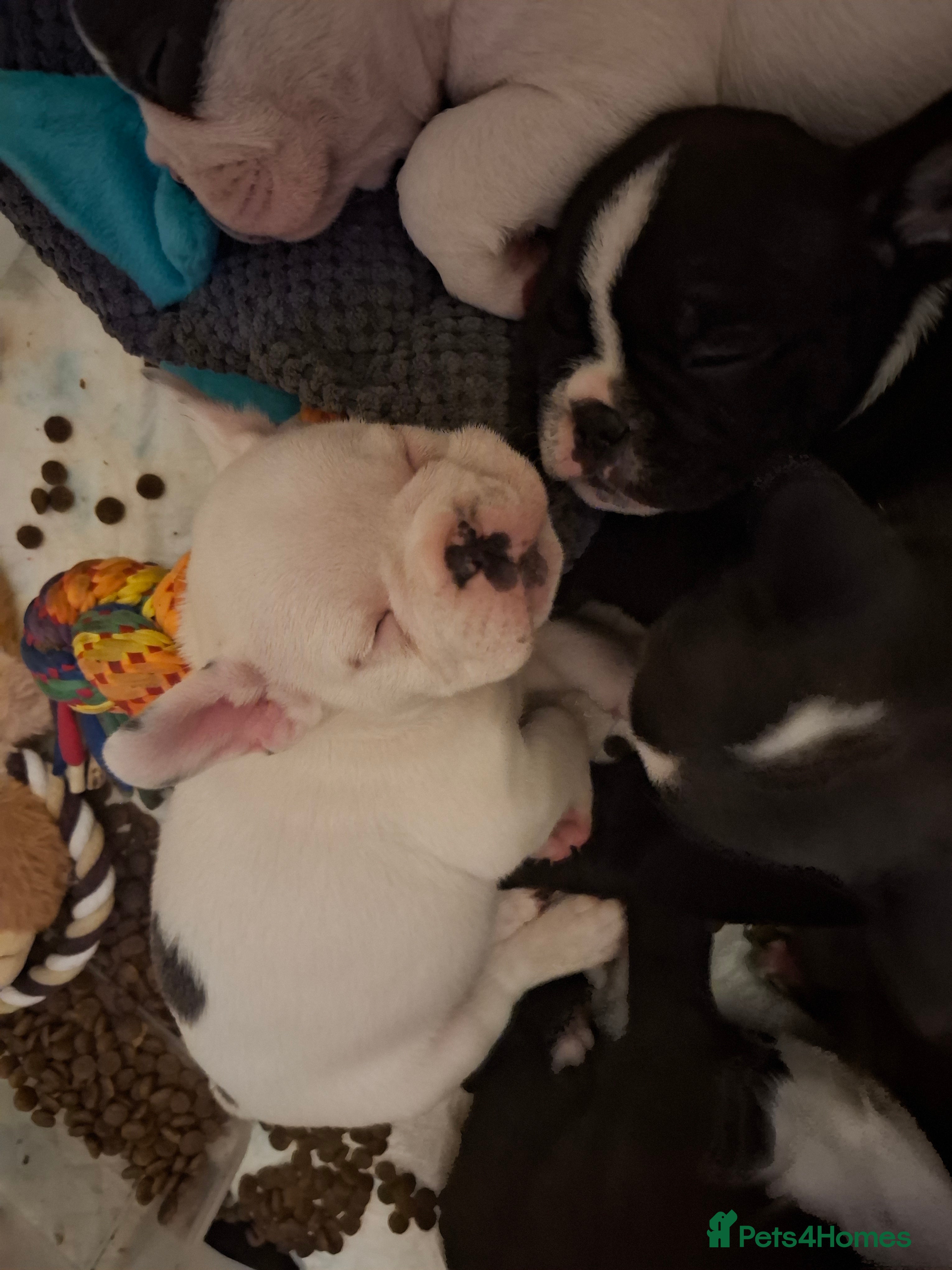 French Bulldog dogs Frenchie puppies - Advert 14