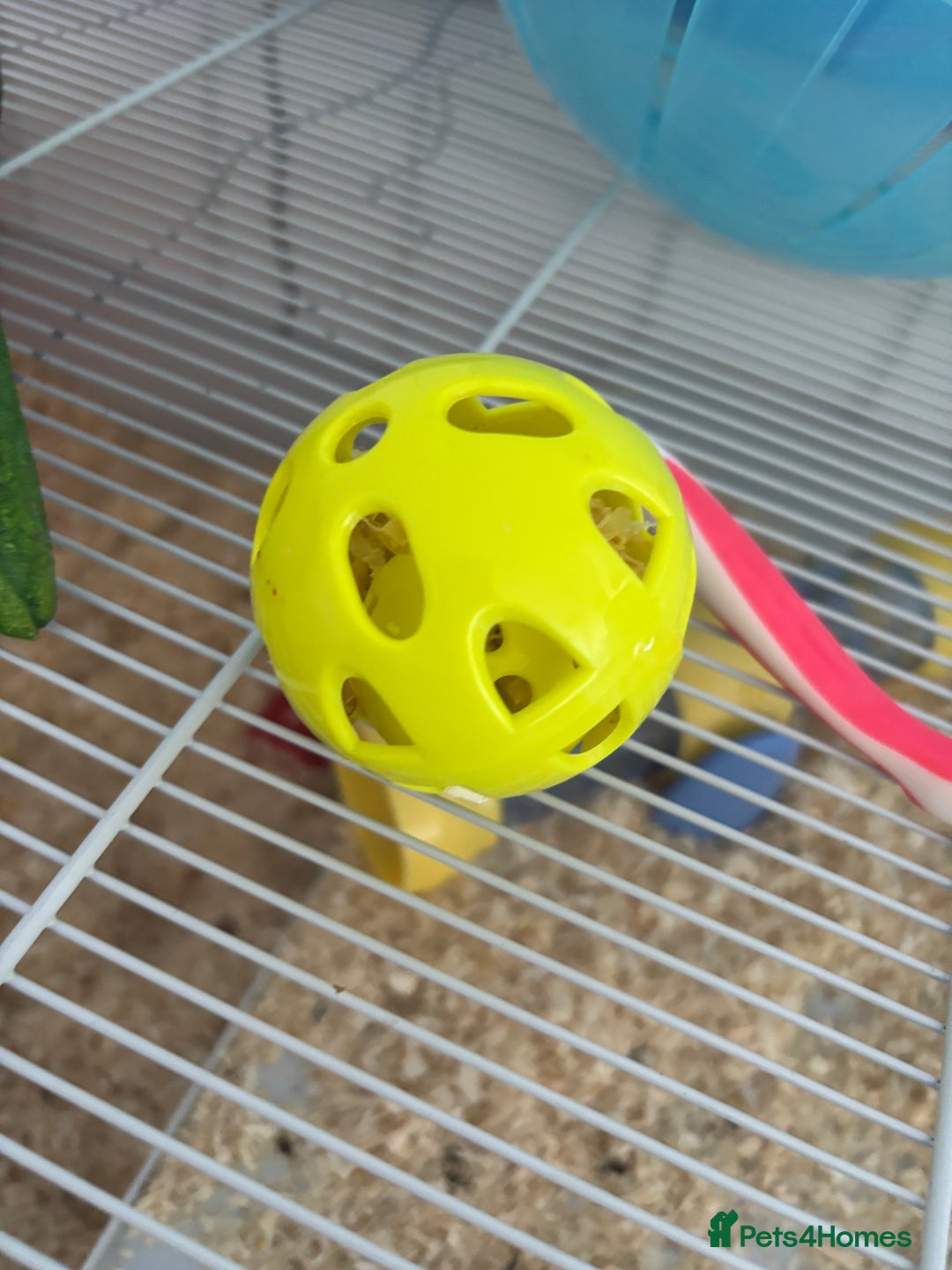 Hamster rodents for sale: Beautiful Syrian hamster - Image 10