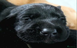 Labrador Retriever dogs for sale: Chunky labrador puppies  - Image 3
