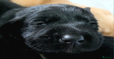 Labrador Retriever dogs - Advert 3