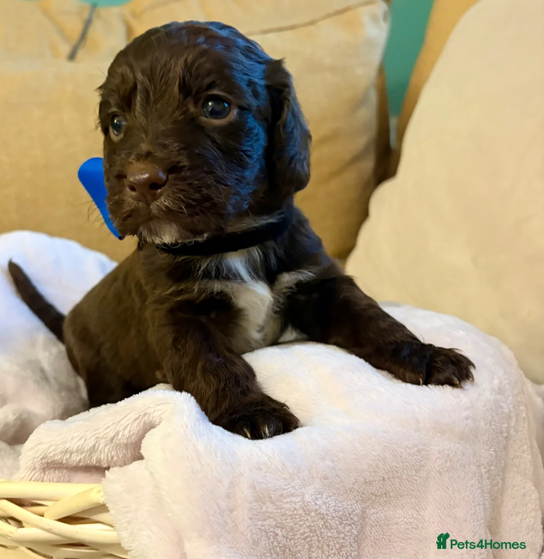 Cockapoo dogs for sale: Cockerpoo puppies  in Stockton-on-Tees - Advert 1