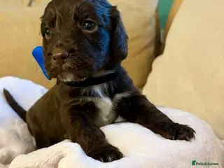 Cockapoo dogs Cockerpoo puppies - Advert 15