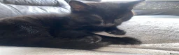 Mixed Breed cats for sale: 3 kittens and Mum Cat - Advert 6