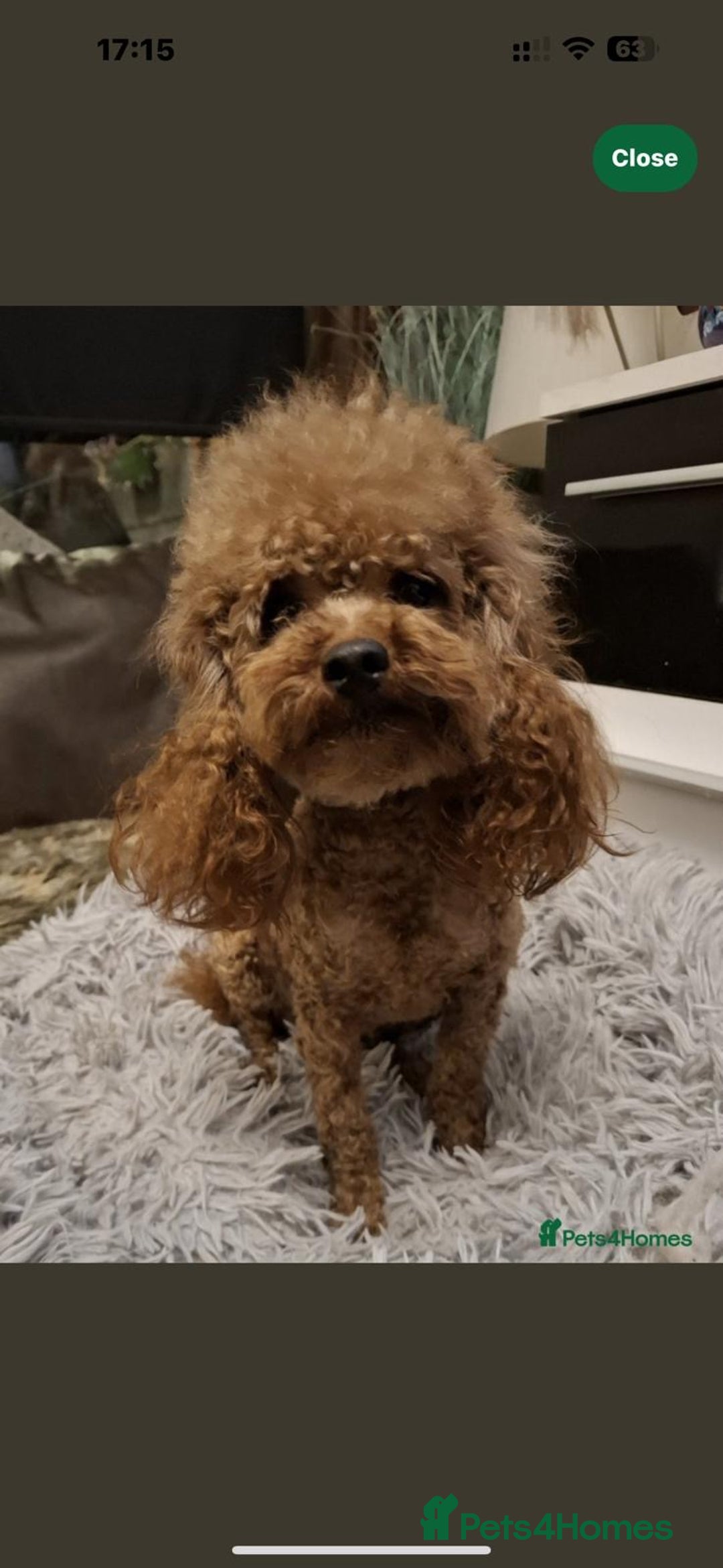 Mixed Breed dogs for sale: Asian toy poodle black boy  - Image 3