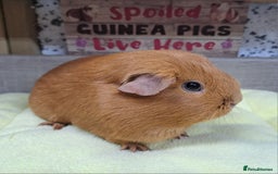 Guinea Pig rodents for sale: Female guinea pig - Leeds Area LS27  - Advert 2