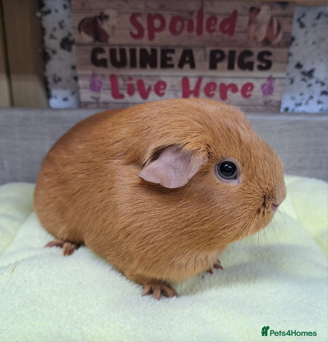 Guinea Pig rodents for sale: Female guinea pig - Leeds Area LS27  - Advert 2