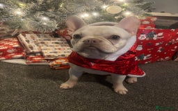 French Bulldog dogs for sale: 1 year old Frenchie  - Image 3