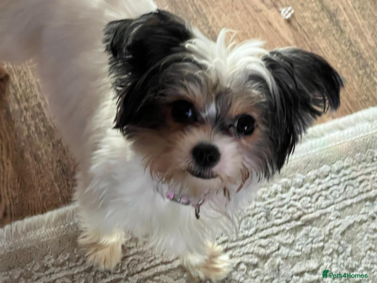 Shihpoo dogs Shih poo litter beautiful pups  - Advert 11