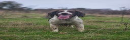English Springer Spaniel dogs for stud: English Springer Spaniel Stud in Derby - Advert 21