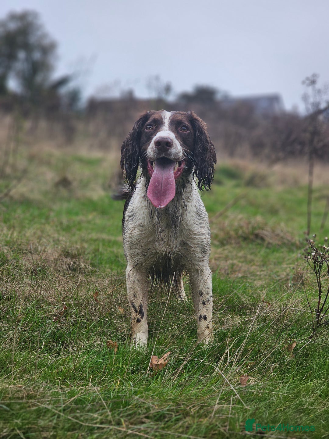 English Springer Spaniel dogs for stud: English Springer Spaniel Stud in Derby - Advert 21