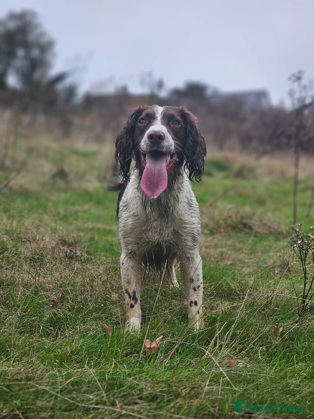 English Springer Spaniel dogs for stud: English Springer Spaniel Stud in Derby - Advert 21