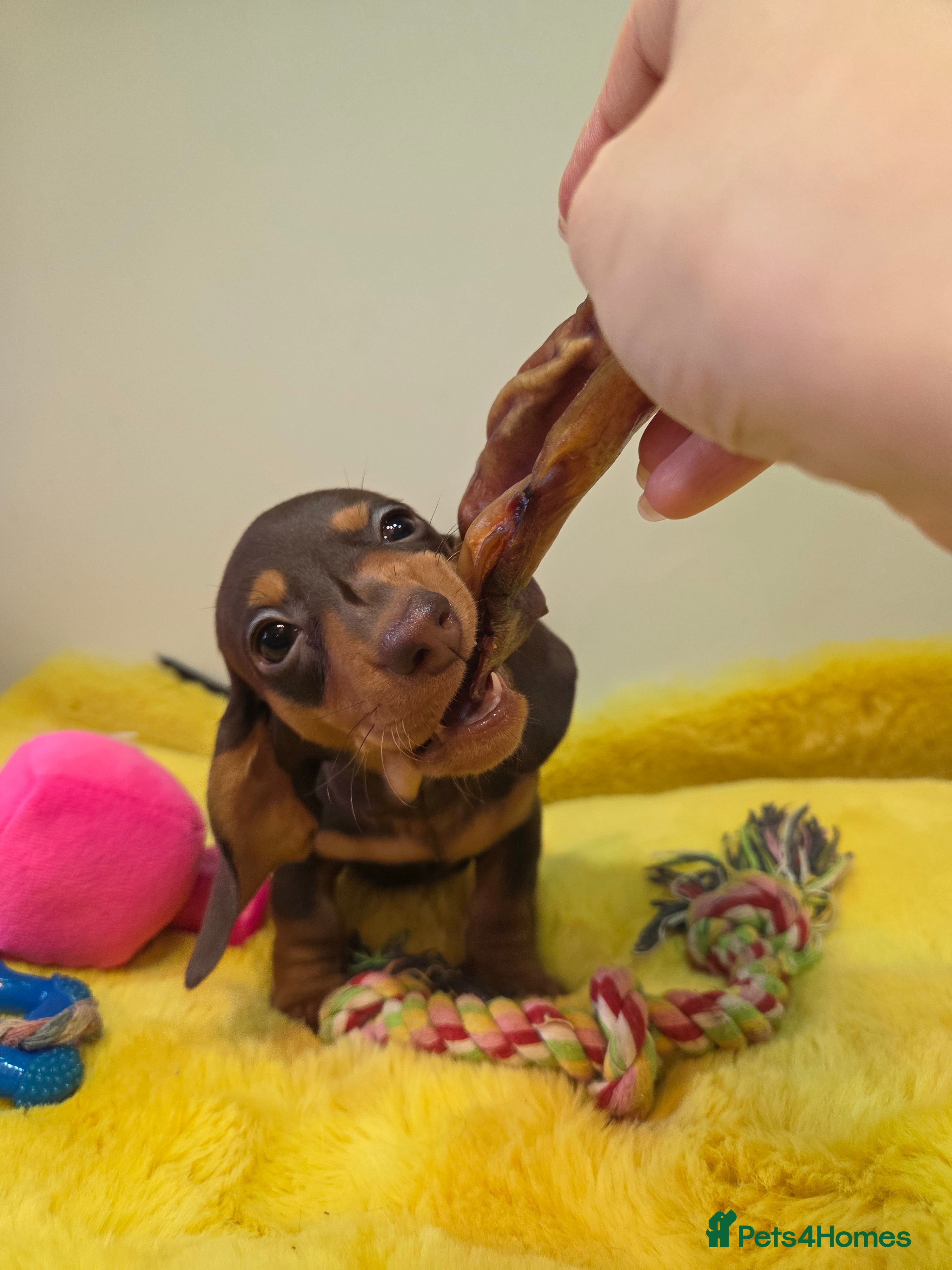 Miniature Dachshund dogs Kc Miniature Dachshunds  puppies  - Advert 10