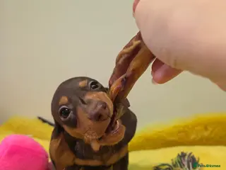 Miniature Dachshund dogs Kc Miniature Dachshunds puppies - Advert 10