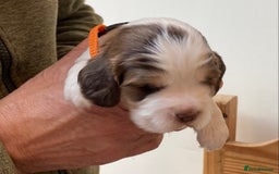 Cocker Spaniel dogs for sale: Adorable show cocker spaniels - Image 4