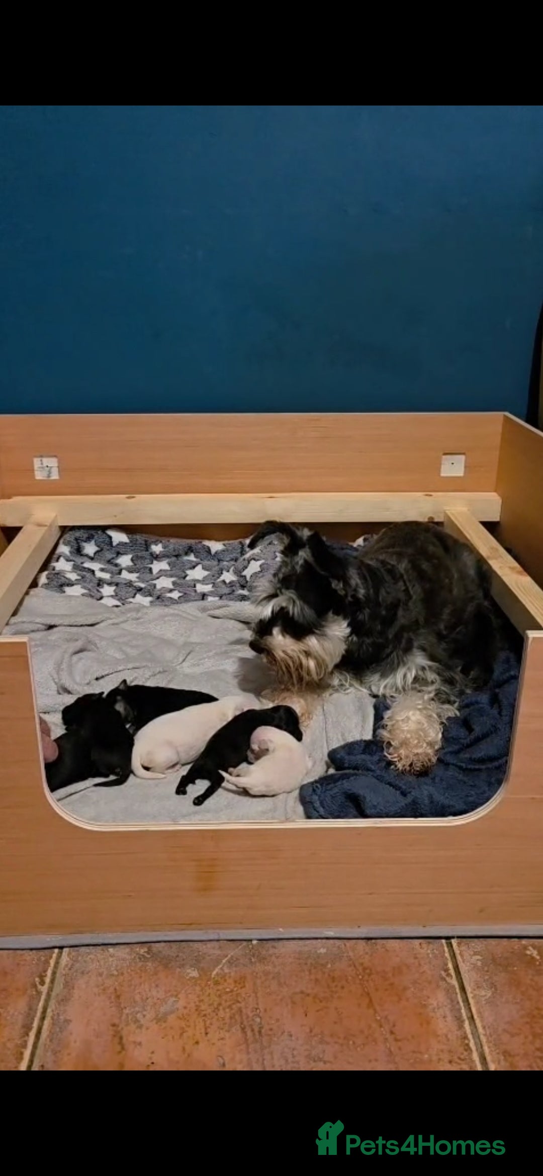 Miniature Schnauzer dogs for sale: Miniature Schnauzer Puppies - Image 13