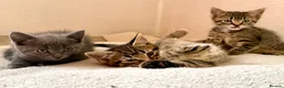 Mixed Breed cats for sale: Gorgeous kittens, 1 grey girl, 2 tabby boys - Advert 6