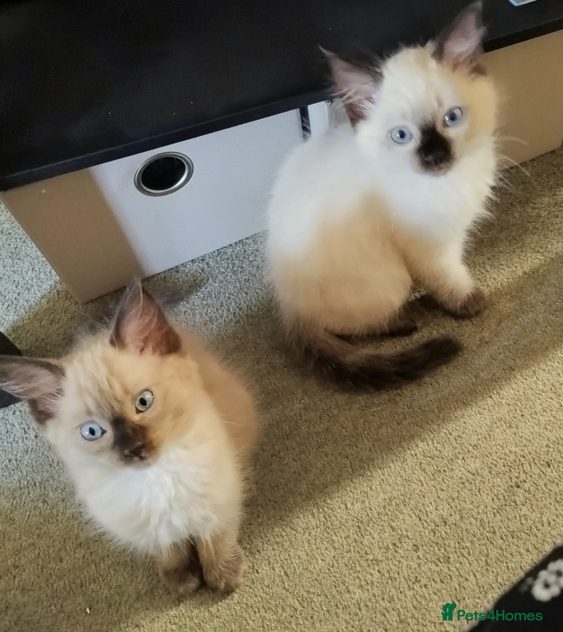 Ragdoll cats Pure bred Ragdolls need loving homes - Advert 2