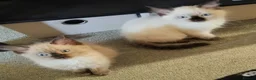 Ragdoll cats for sale: Pure bred Ragdolls need loving homes - Advert 5