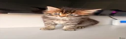 Mixed Breed cats for sale: half mainecoon half bengal kittens in Camberley - Advert 3