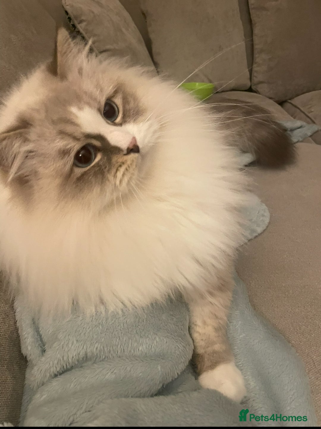 Siberian cats for sale: “Cat share” 3 GCCF Neva Masquerade Siberian cats  - Advert 9