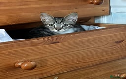 Mixed Breed cats for sale: 5 baby’s ready for there forever homes  - Image 2